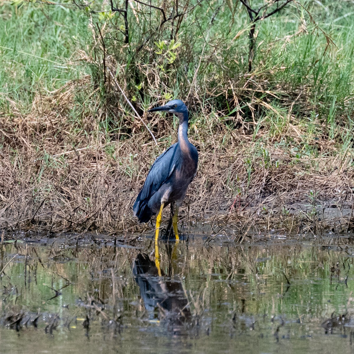 Slaty Egret - ML642470646