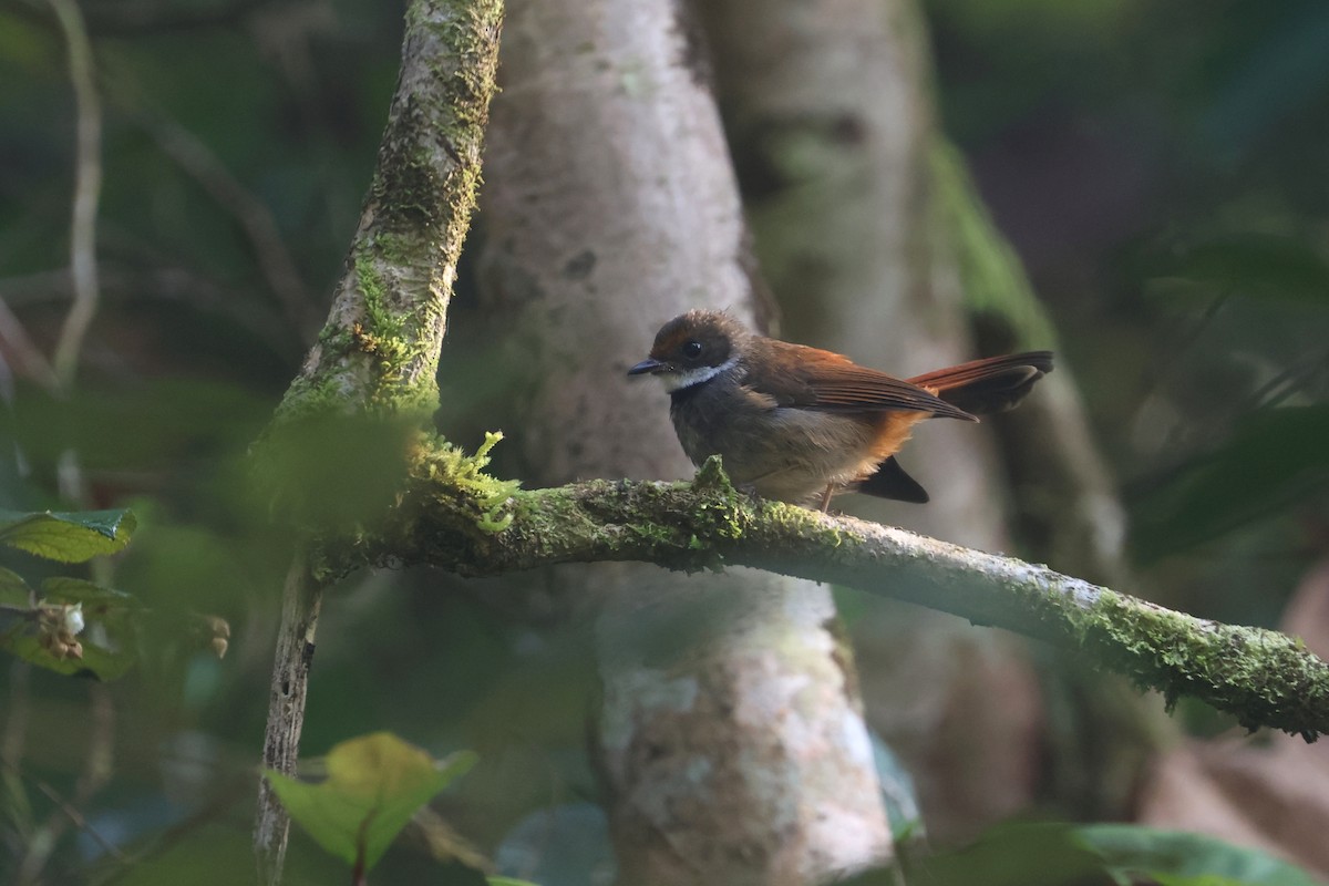 Sulawesi Fantail - ML642470659