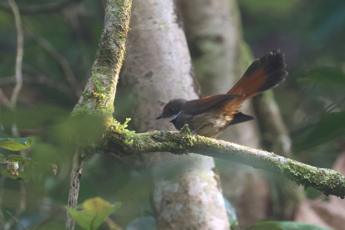 Sulawesi Fantail - ML642470660