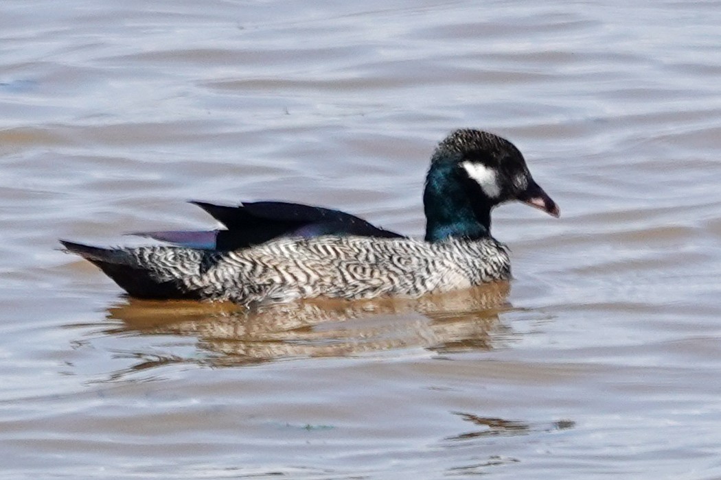 Green Pygmy-Goose - ML642470671
