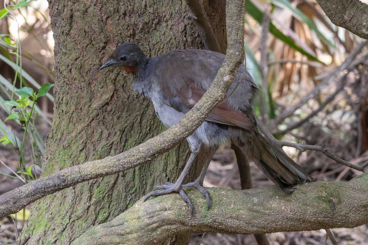 Superb Lyrebird - ML642470674