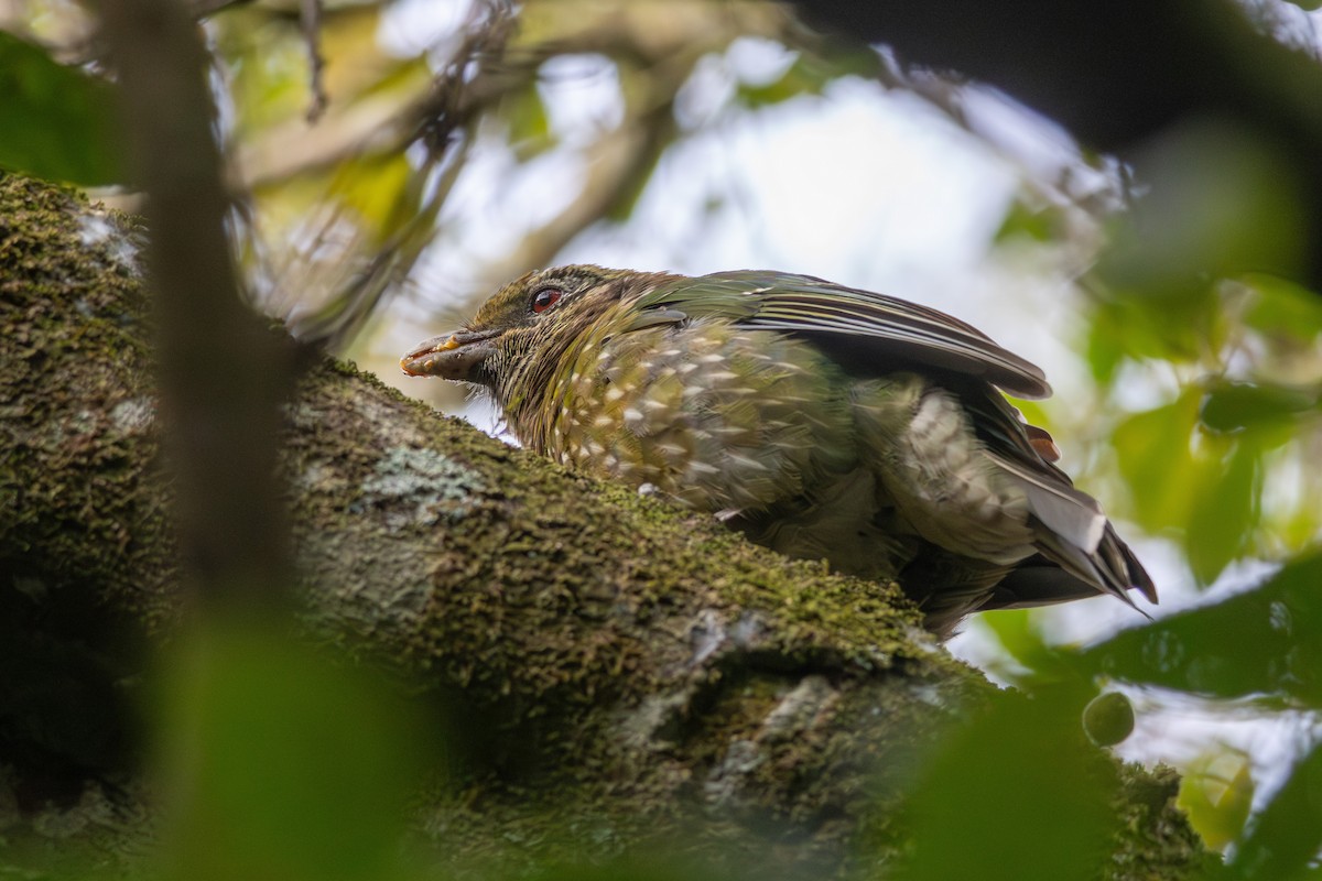 Green Catbird - ML642470678