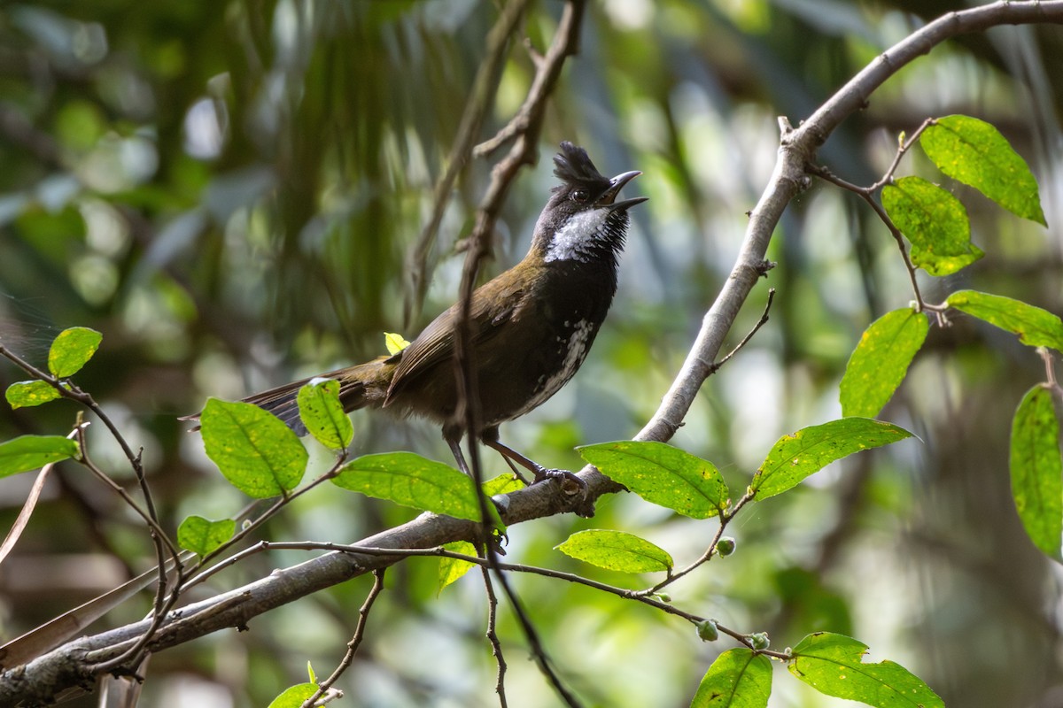 Eastern Whipbird - ML642470686