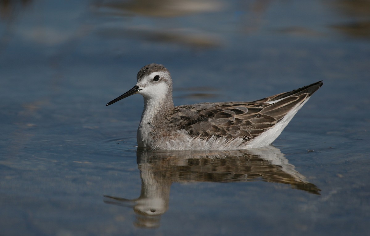 Wilson's Phalarope - ML642470697