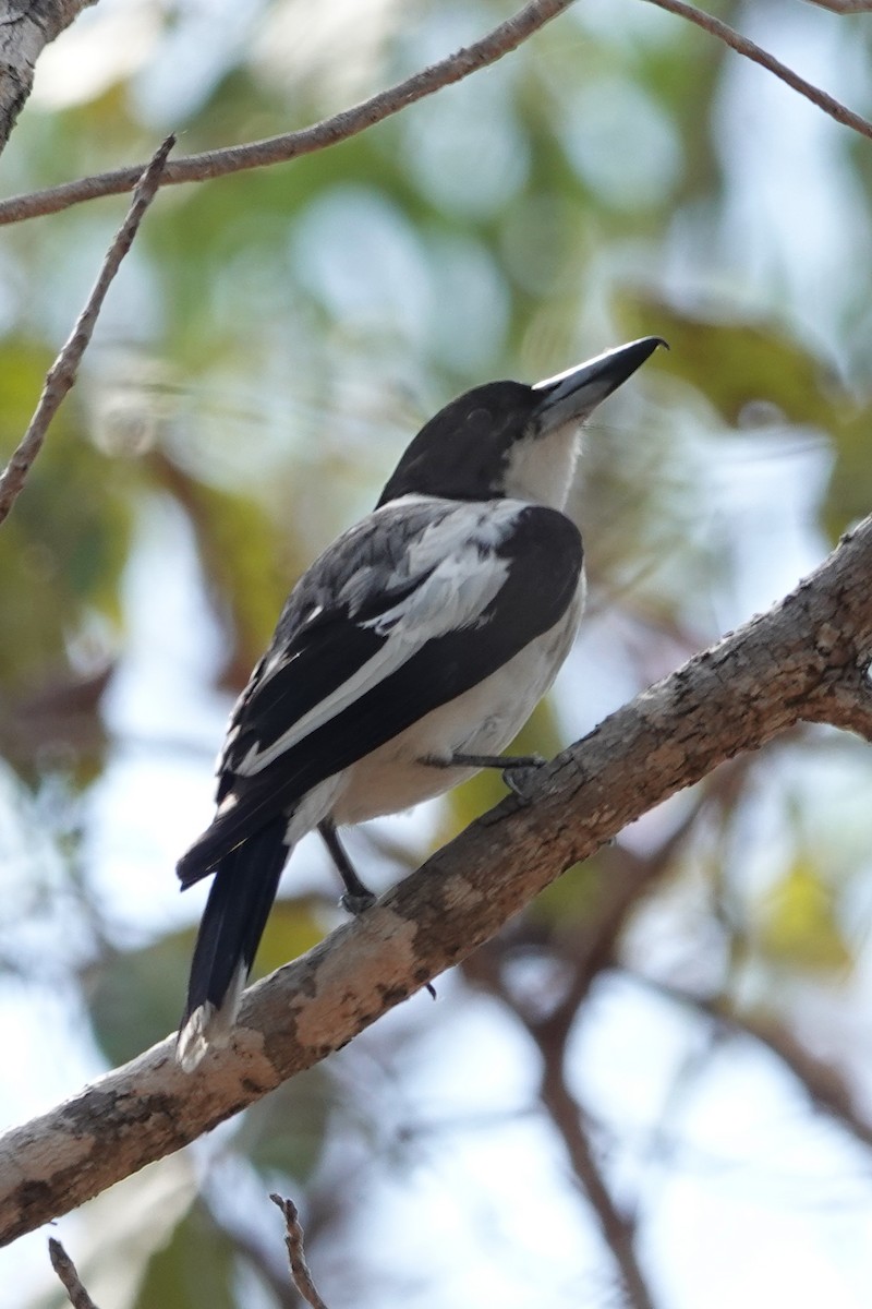 Silver-backed Butcherbird - ML642470720