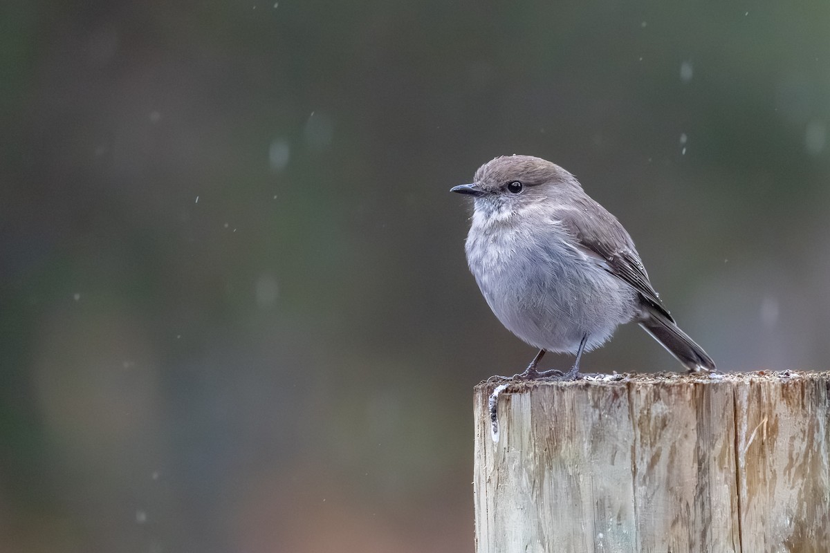 Dusky Robin - ML642470744