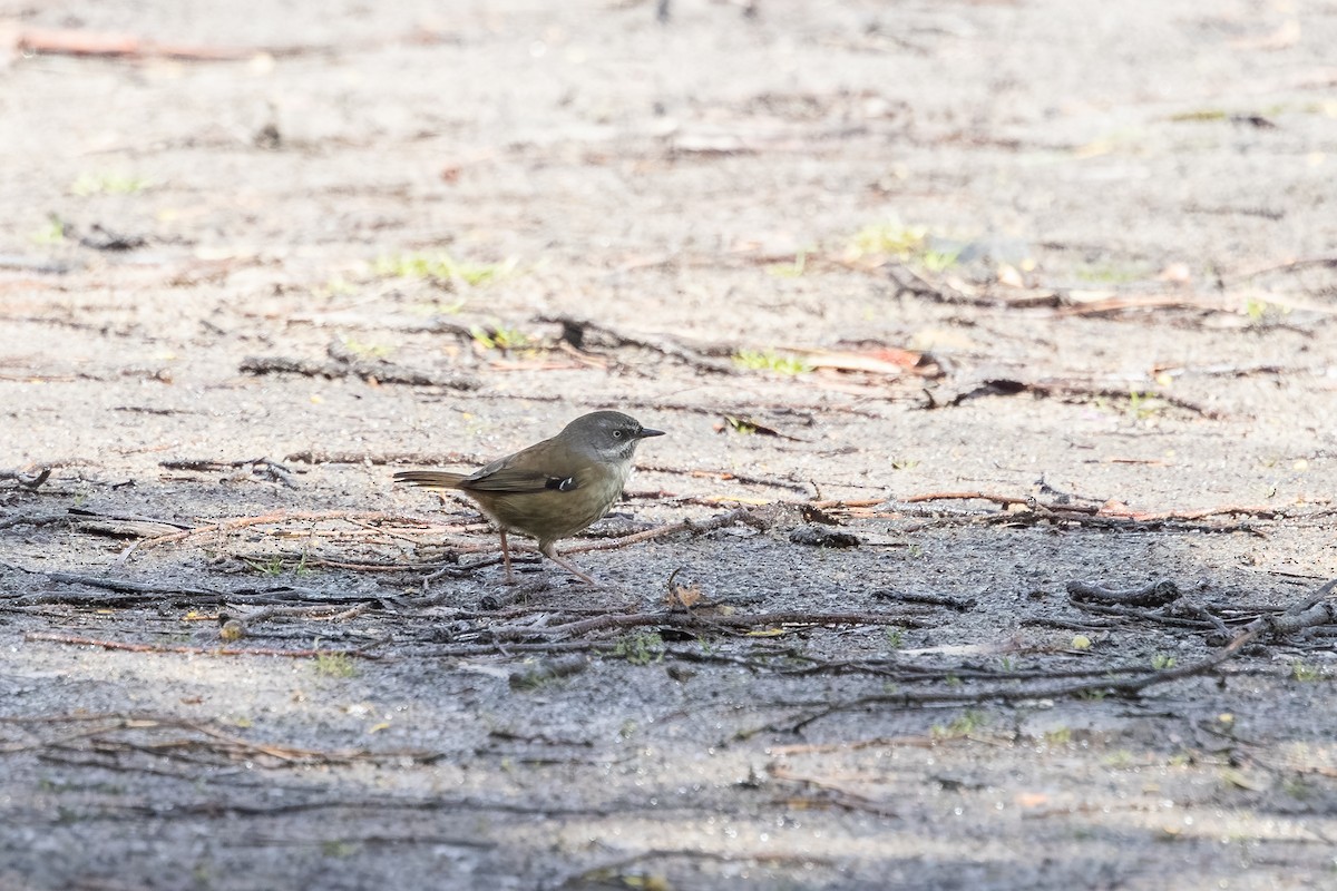 Tasmanian Scrubwren - ML642470747