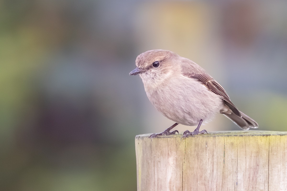 Dusky Robin - ML642470752