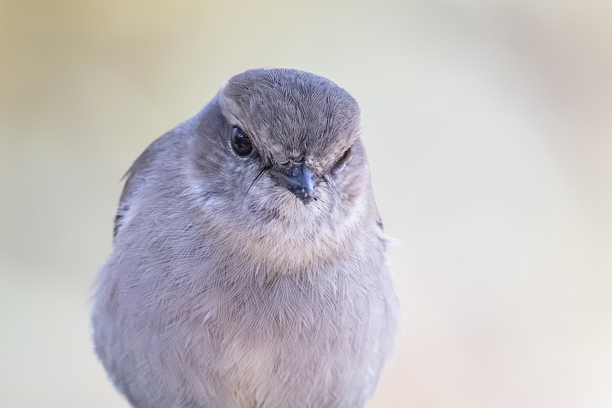 Dusky Robin - ML642470753