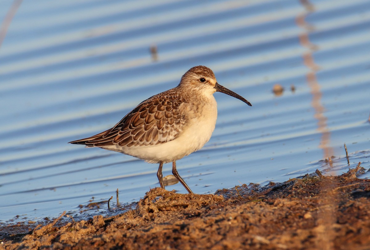 jespák křivozobý - ML642470761