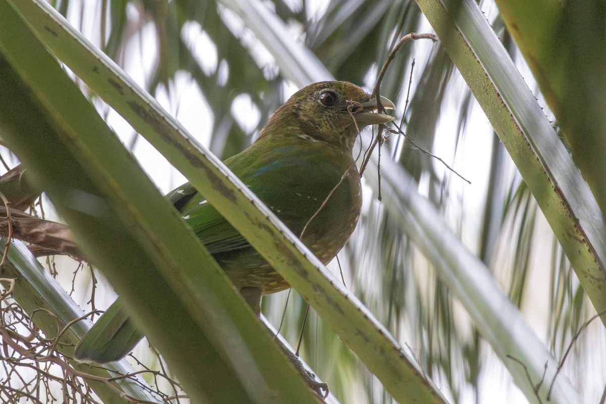 Green Catbird - ML642470767