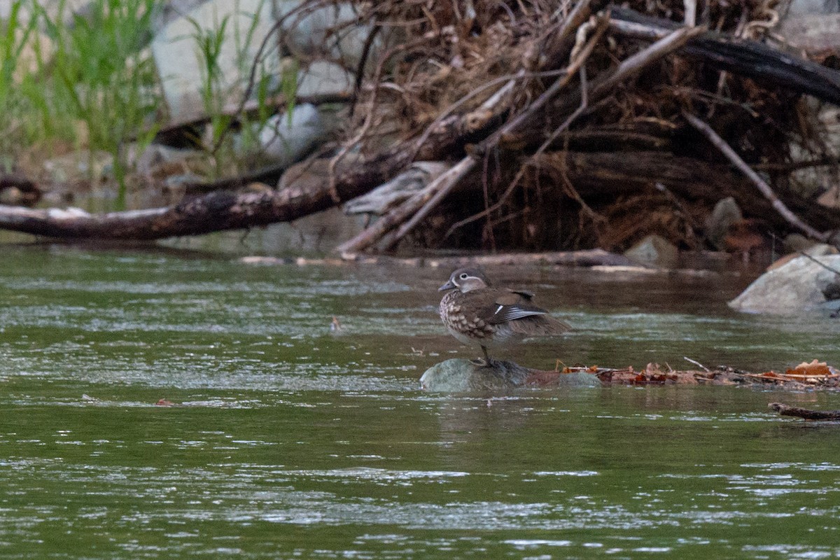 Mandarin Duck - ML642470806