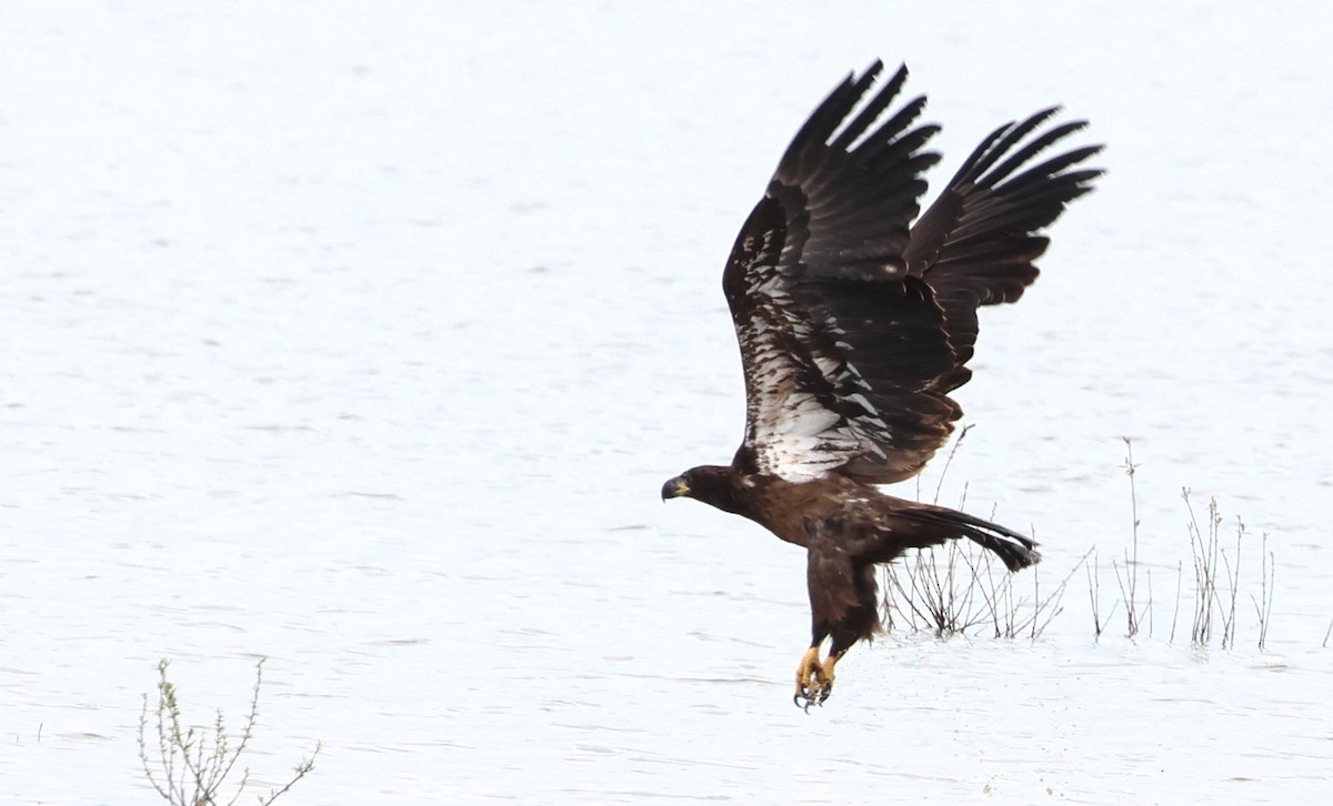 Bald Eagle - ML642470823