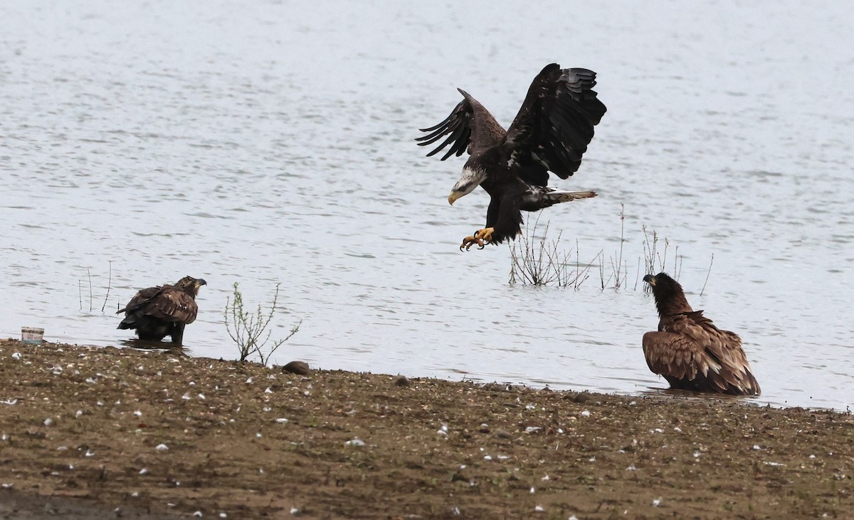 Bald Eagle - ML642470824