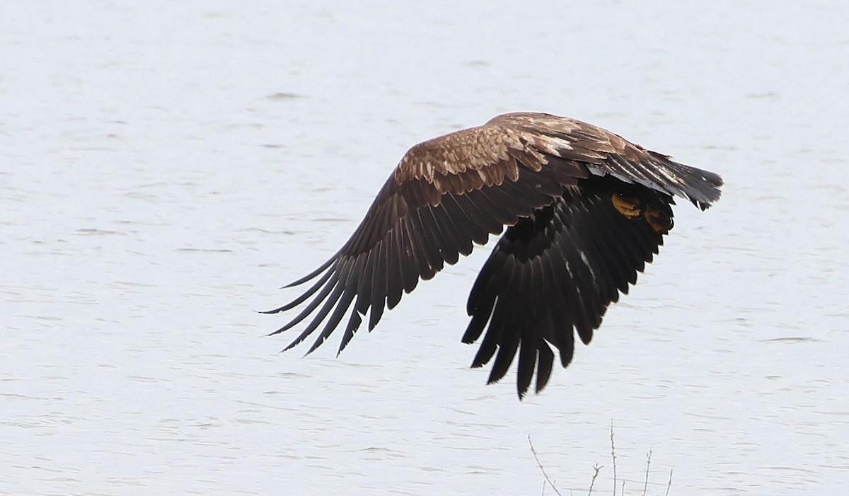 Bald Eagle - ML642470825