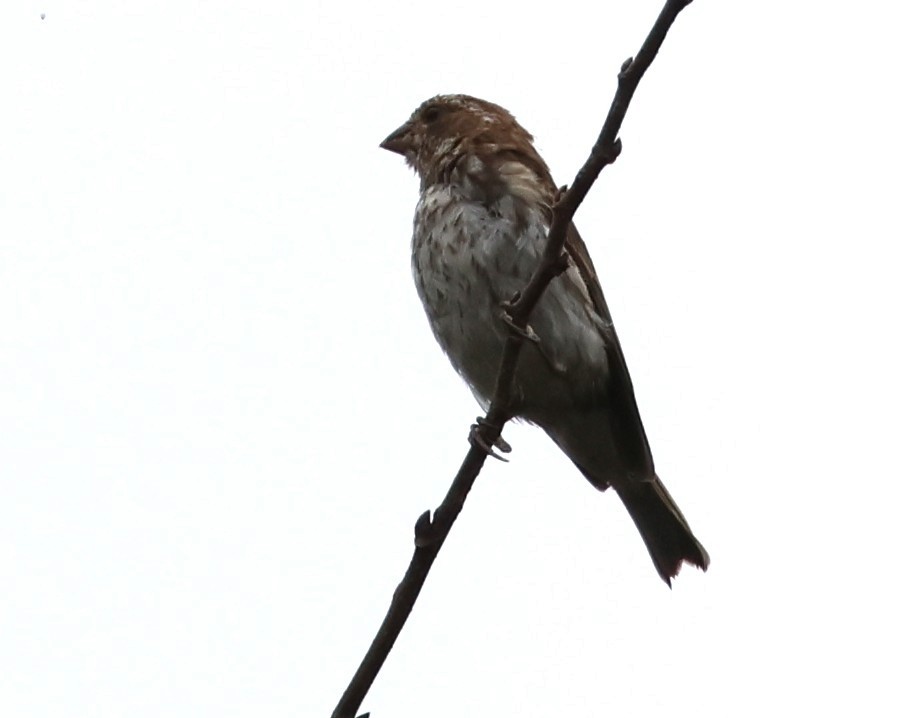 Purple Finch - ML642470829