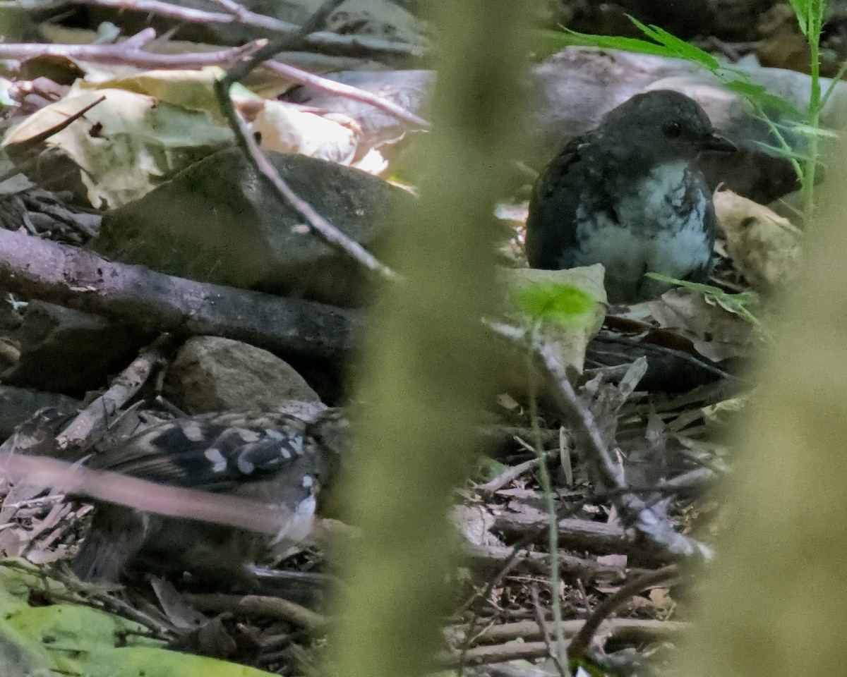 Australian Logrunner - ML642470875