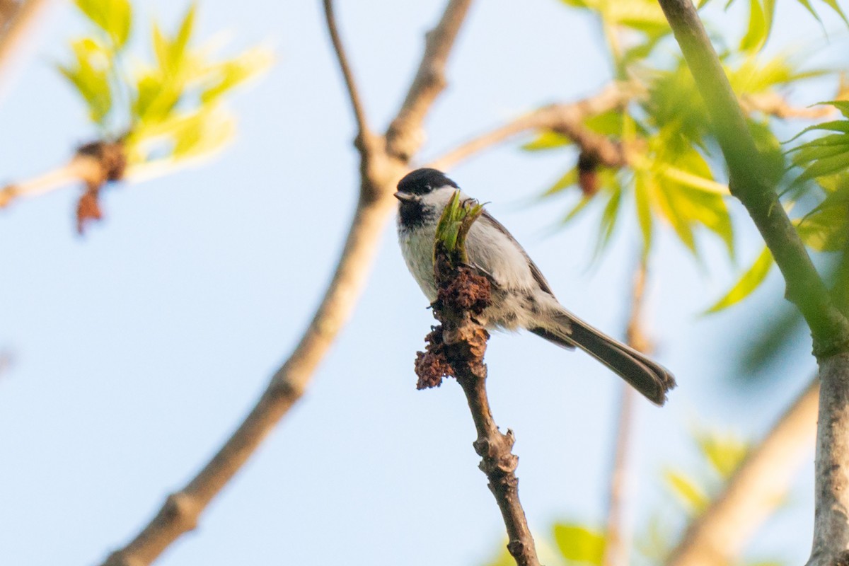 Kaskabeltz txikia - ML642470908