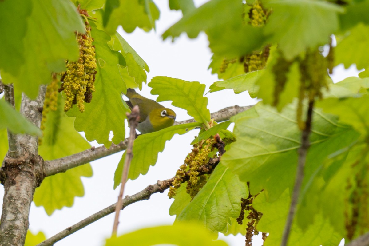 Chestnut-flanked White-eye - ML642470920