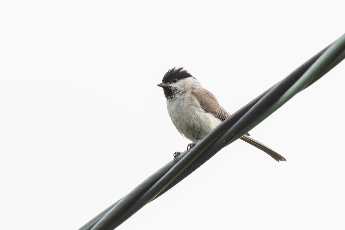 Kaskabeltz txikia - ML642470926