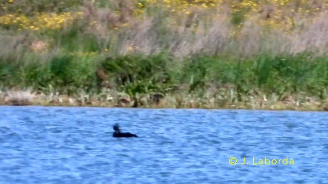 Great Cormorant - ML642470948