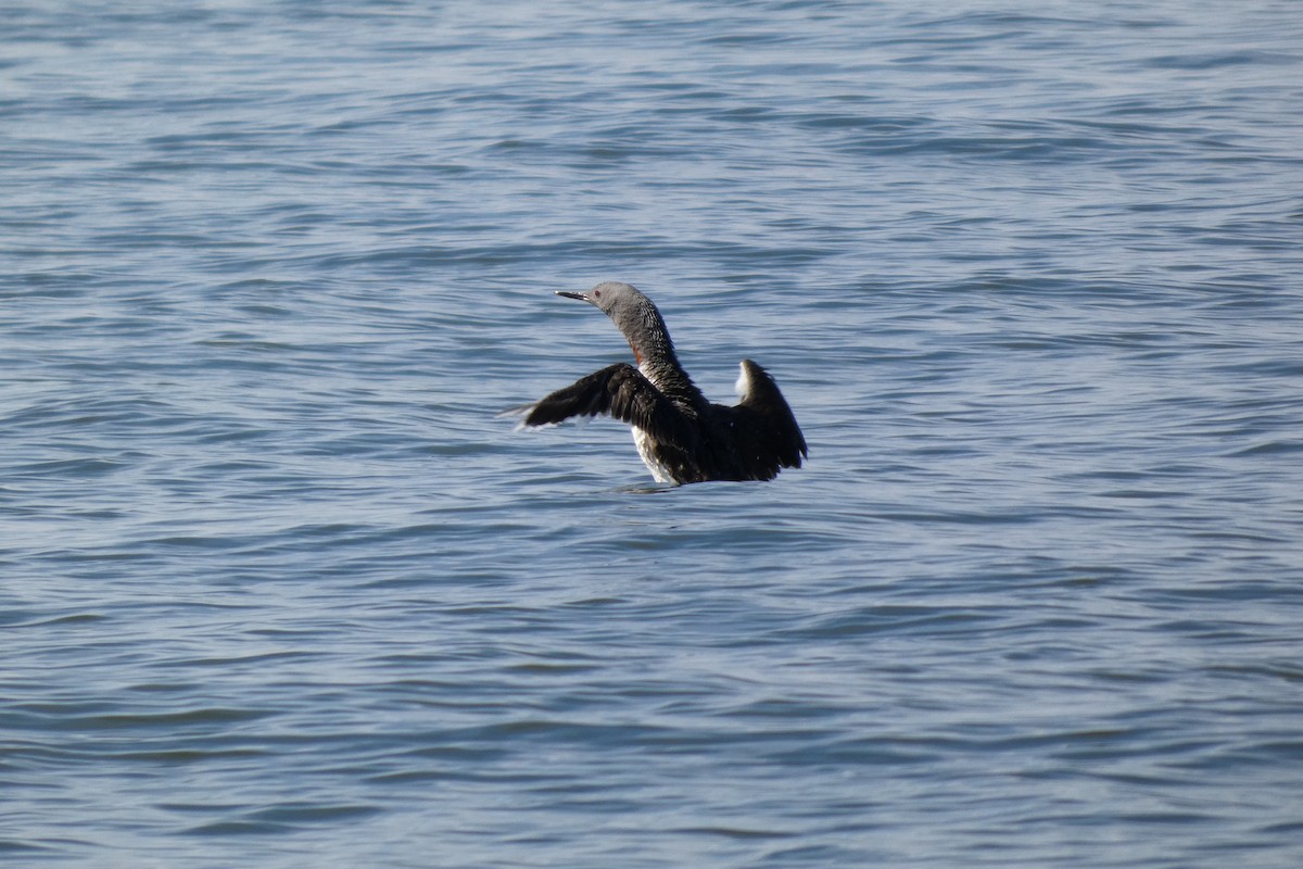 Red-throated Loon - ML642470967