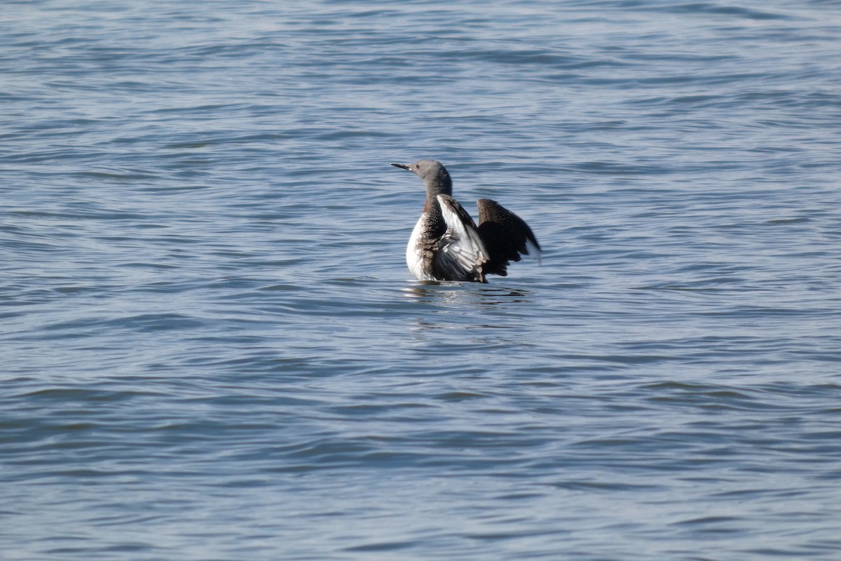 Red-throated Loon - ML642470968