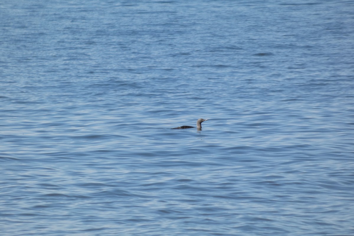Red-throated Loon - ML642470969