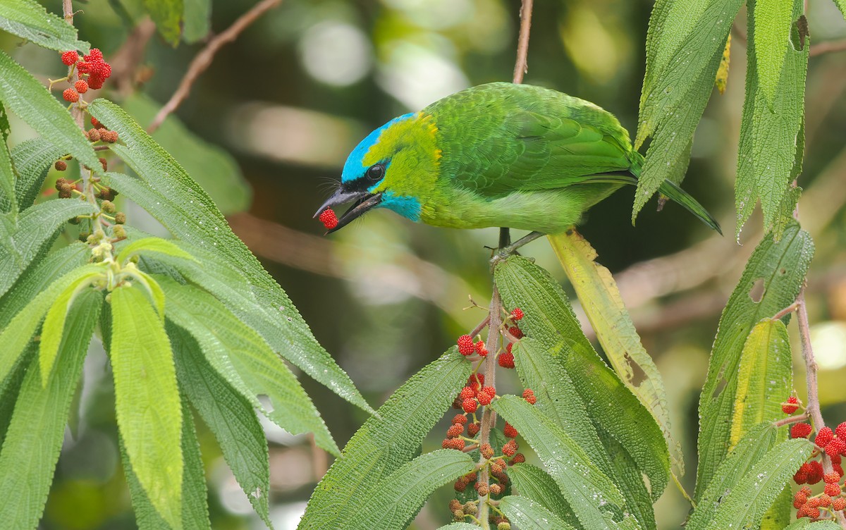 Golden-naped Barbet - ML642471006