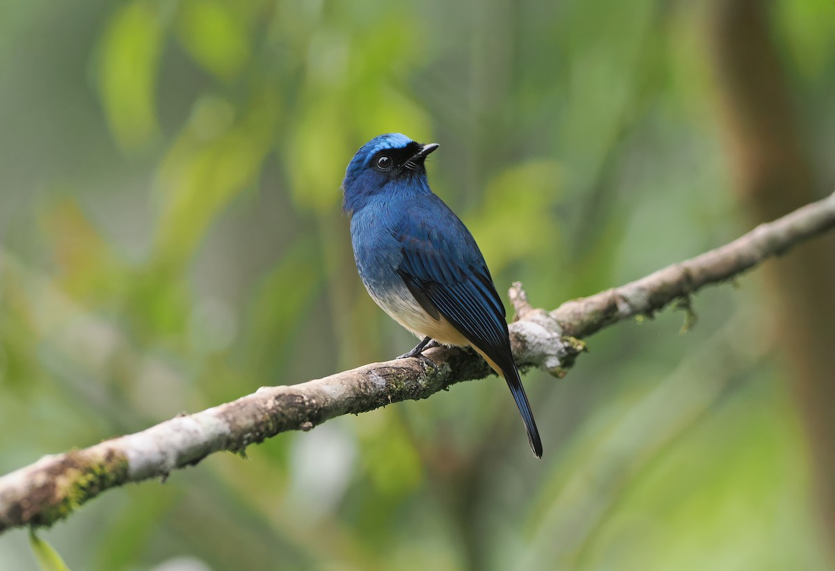 Papamoscas Índigo (ruficrissa/cerviniventris) - ML642471018