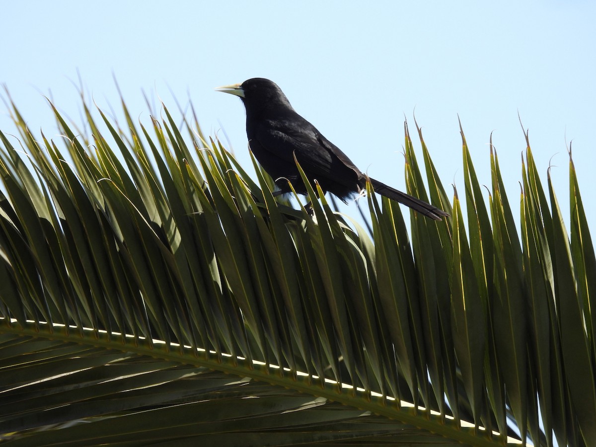 Solitary Black Cacique - ML642471033