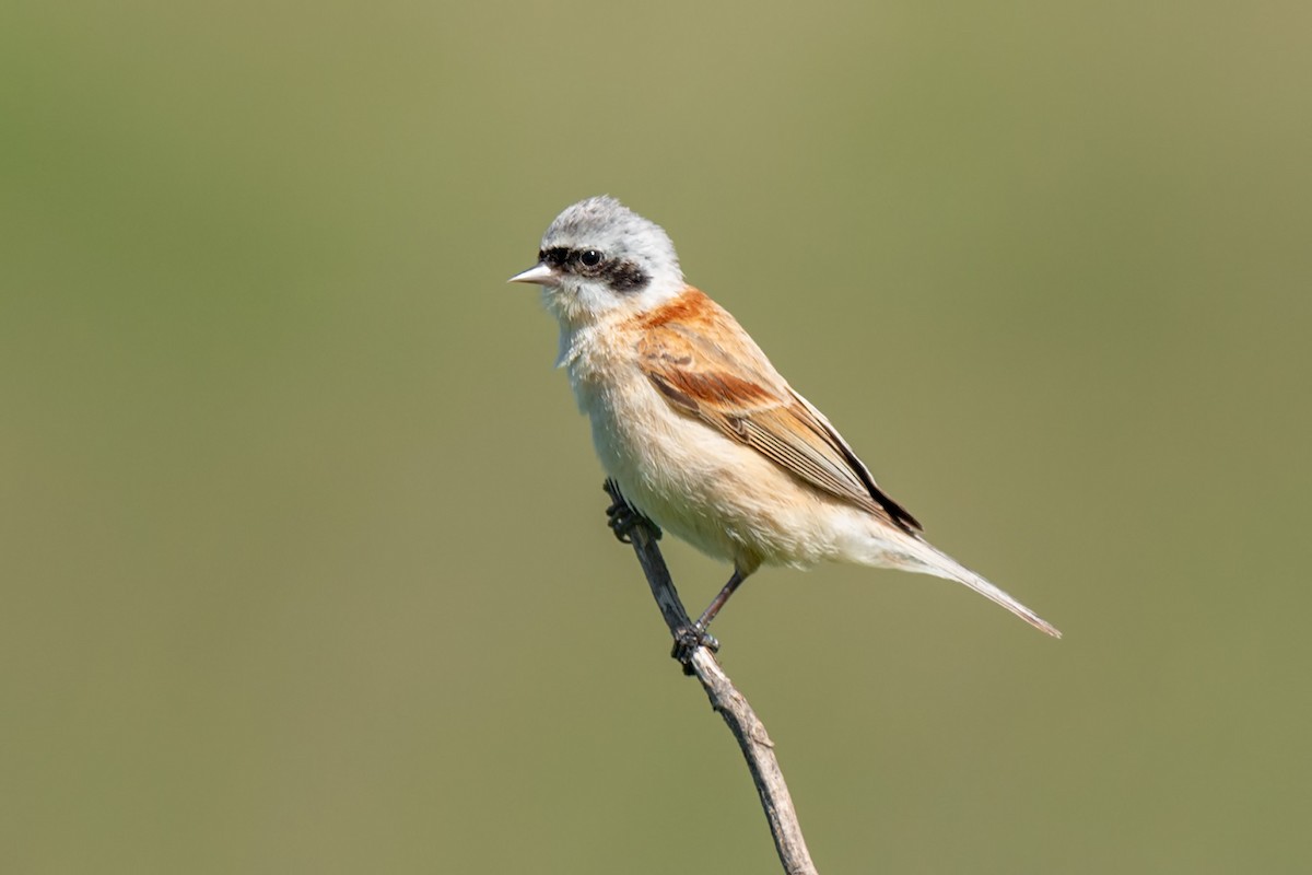 Chinese Penduline-Tit - ML642471068