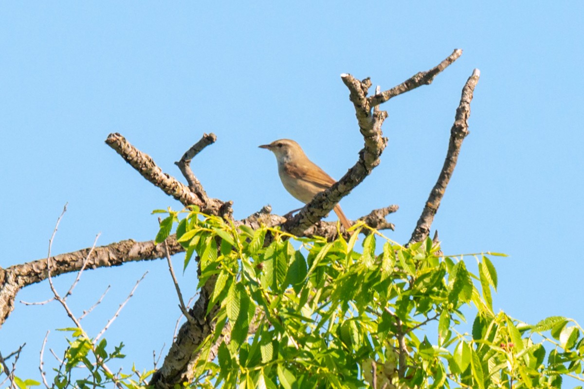 Manchurian Bush Warbler - ML642471073