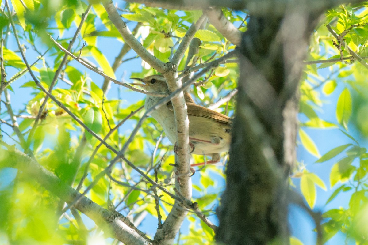 Manchurian Bush Warbler - ML642471074