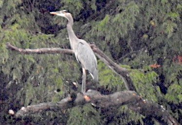 Garza Azulada - ML642471084