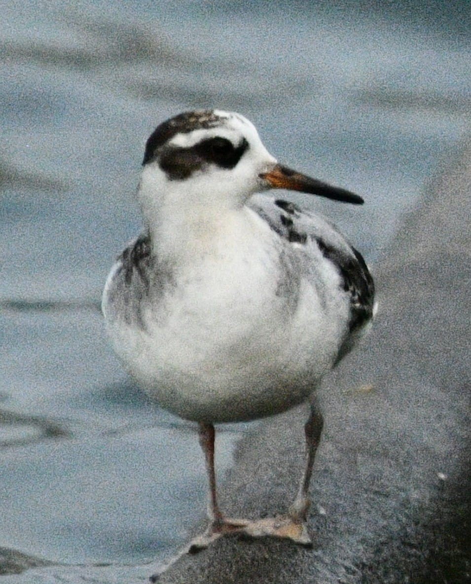 Red Phalarope - ML642471107