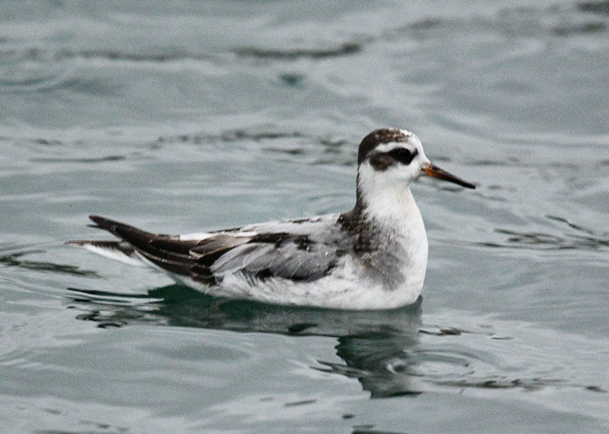 Red Phalarope - ML642471108