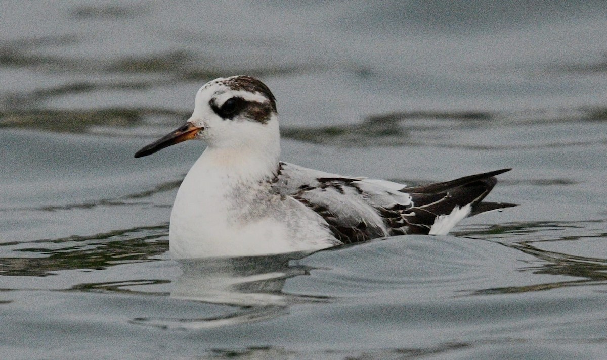 Red Phalarope - ML642471109