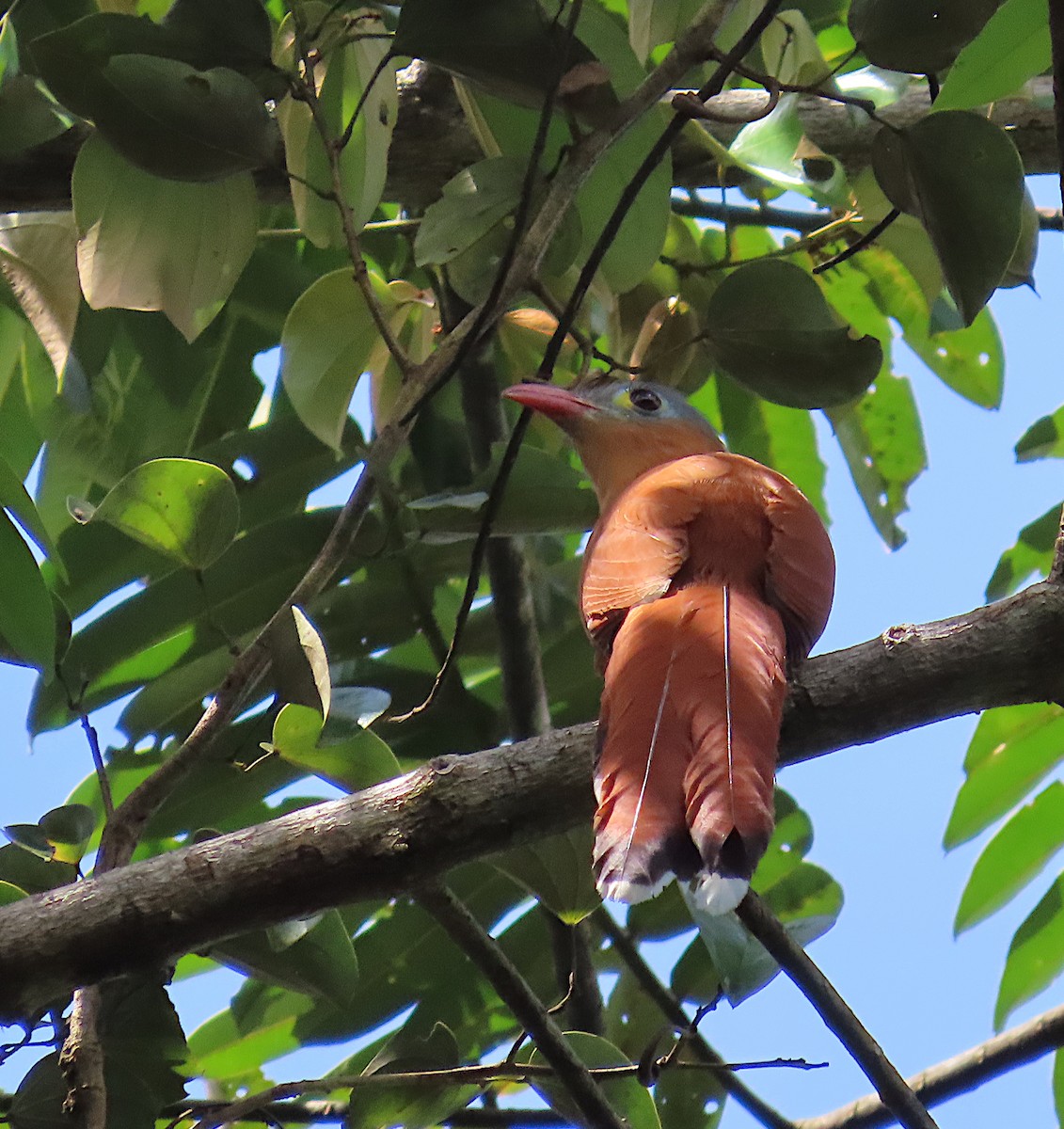 Black-bellied Cuckoo - ML642471126