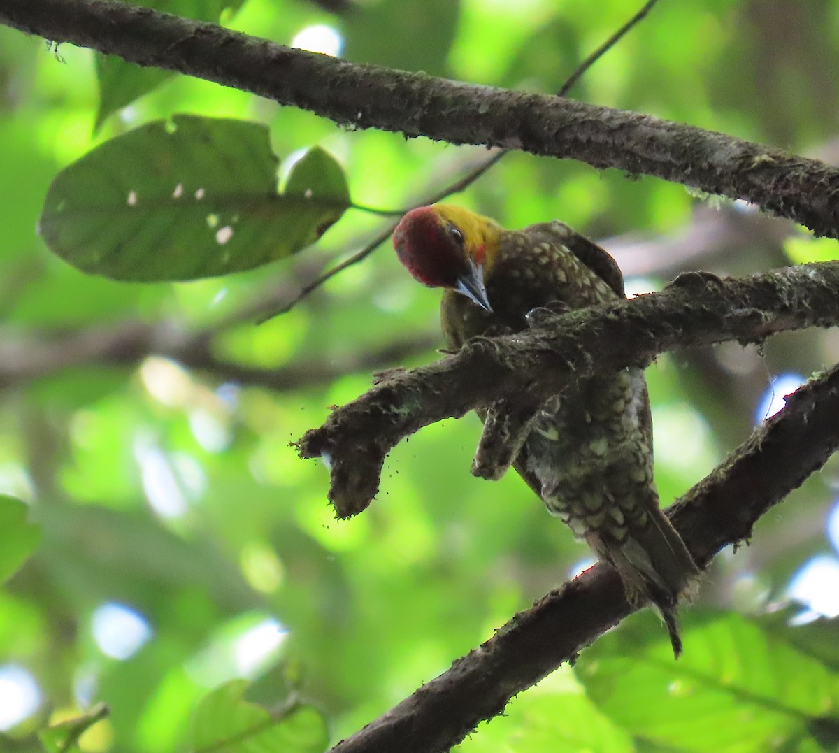 Carpintero Gorjigualdo - ML642471132