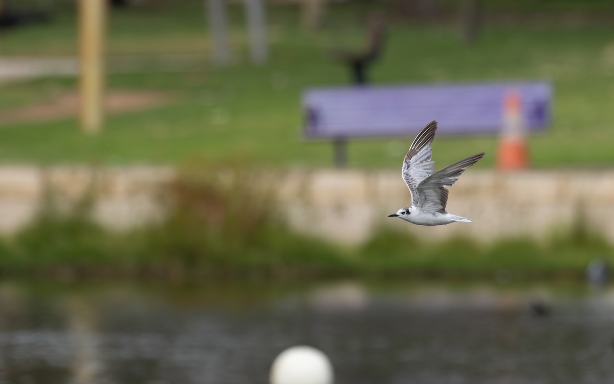 白翅黑燕鷗 - ML642471135