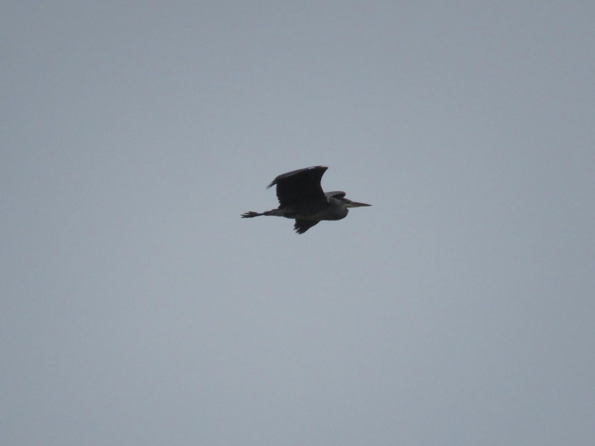 Gray Heron - ML642471145