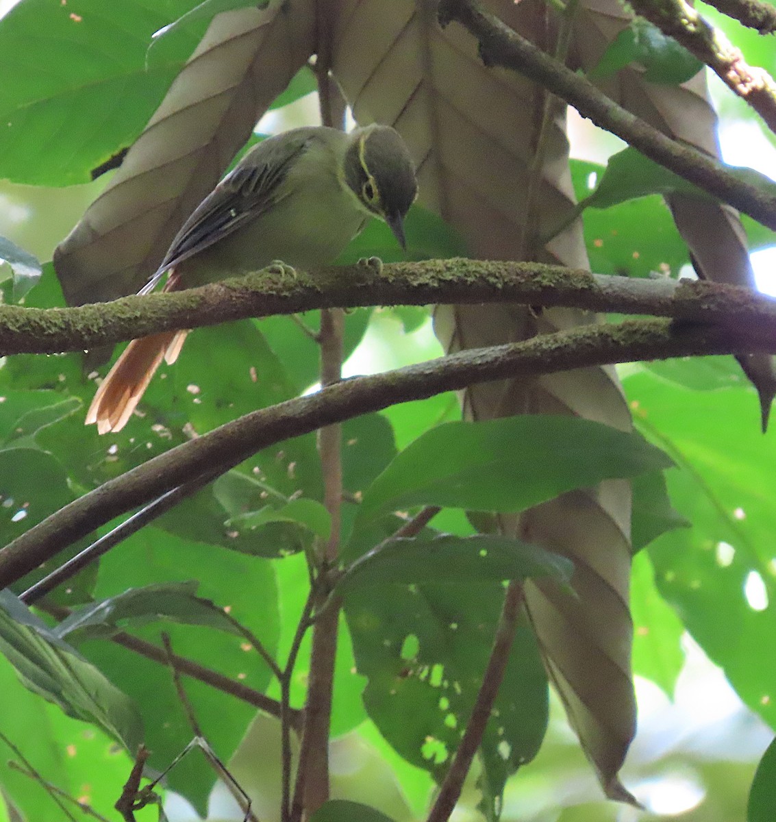 Rufous-rumped Foliage-gleaner - ML642471150