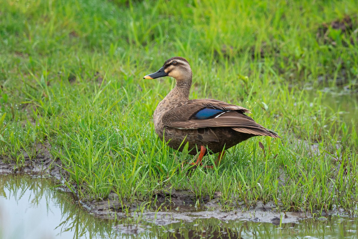 Eastern Spot-billed Duck - ML642471156