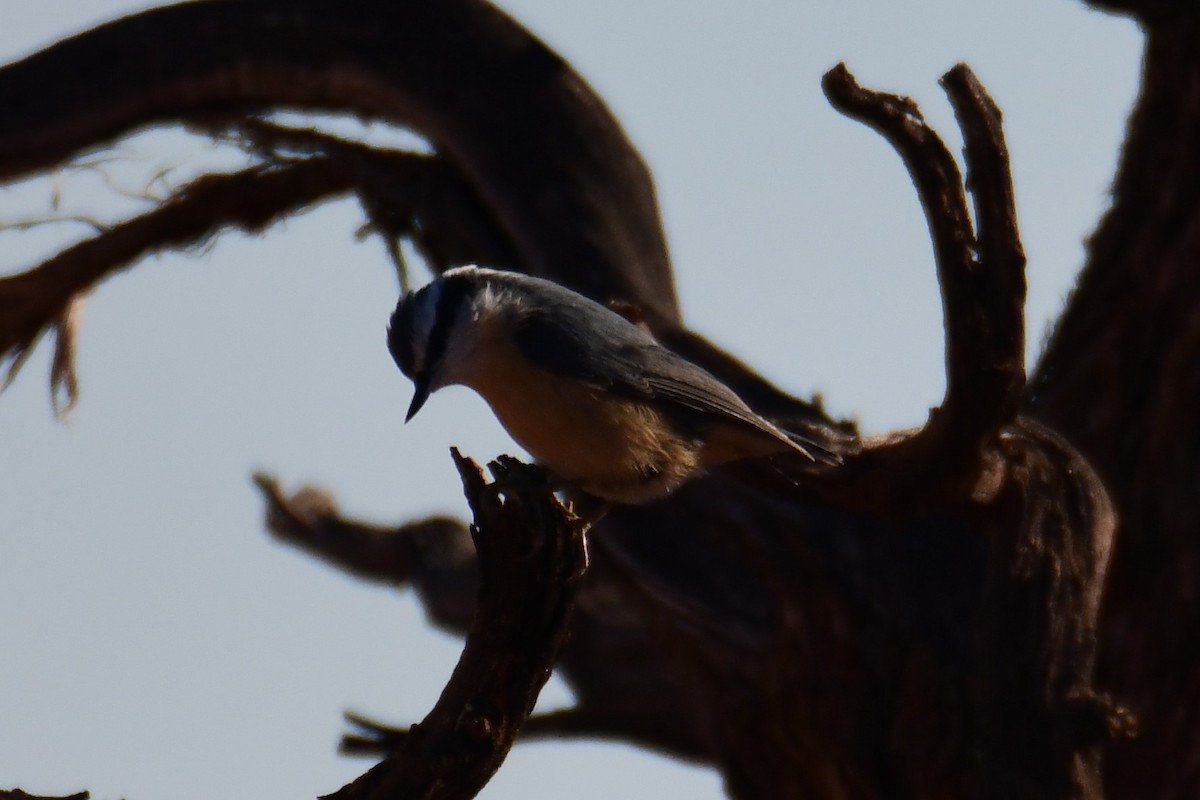 Red-breasted Nuthatch - ML642471159