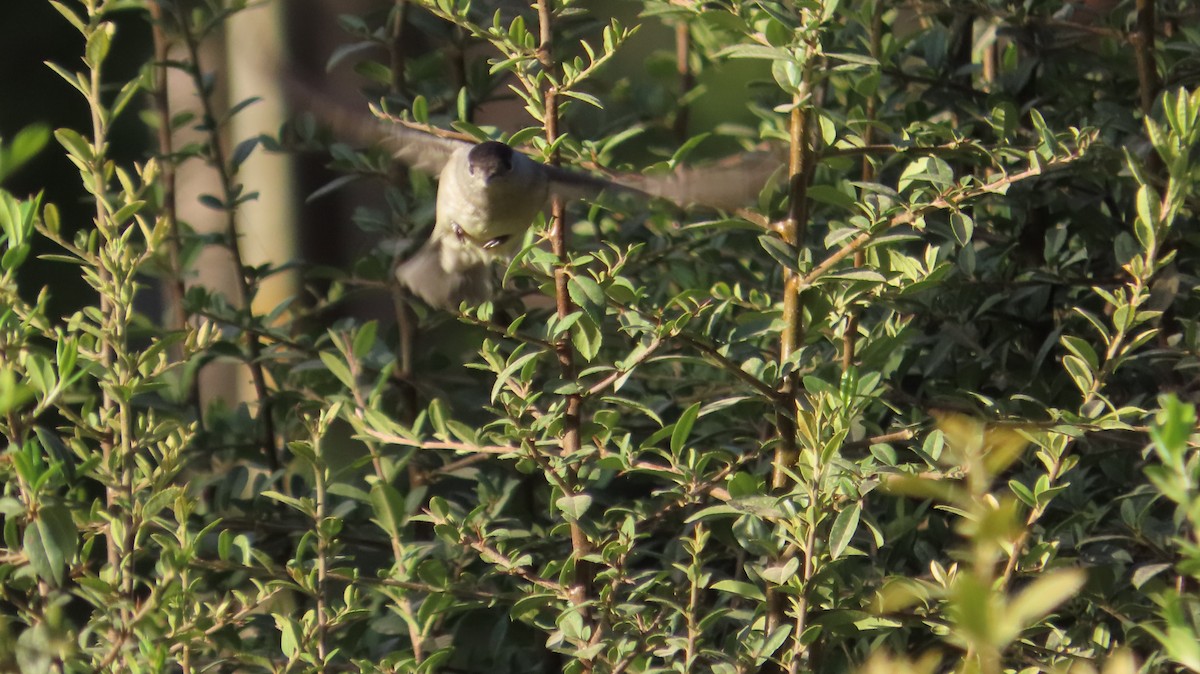 Eurasian Blackcap - ML642471164