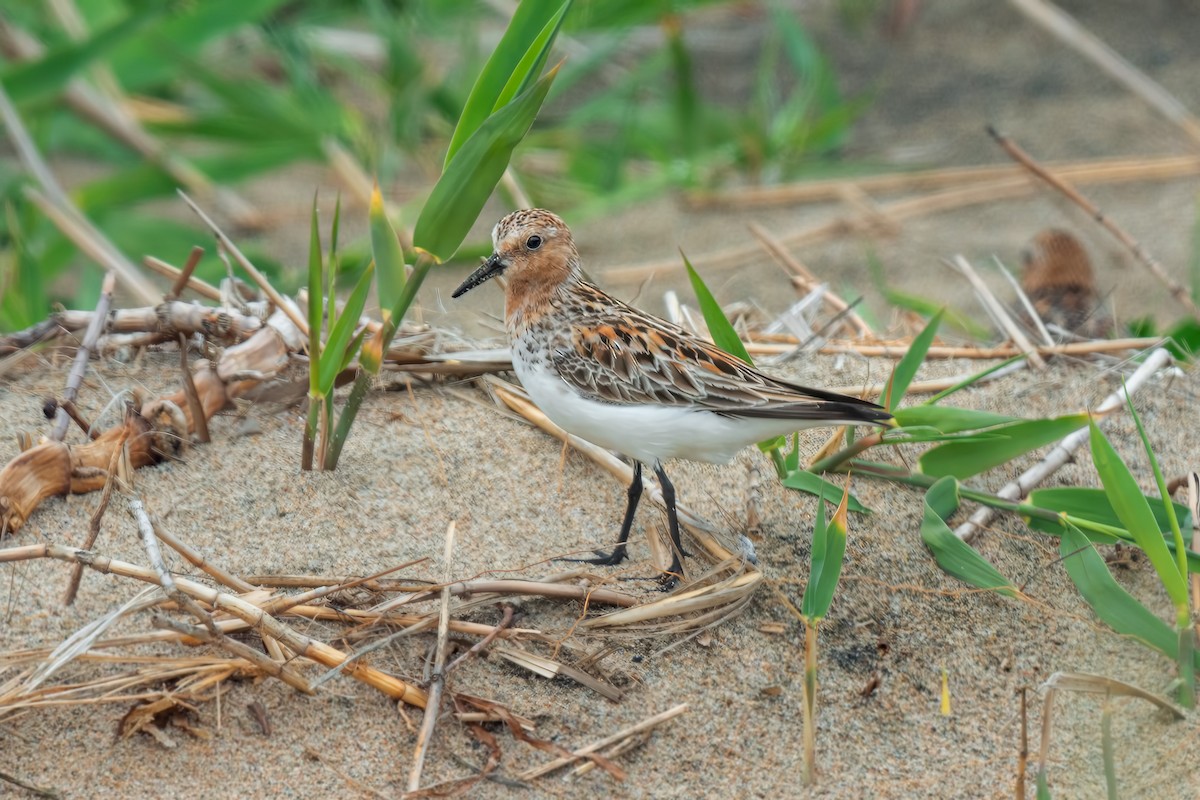 Red-necked Stint - ML642471165