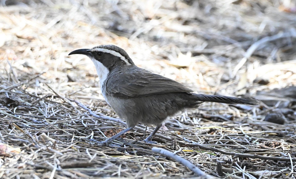White-browed Babbler - ML642471166