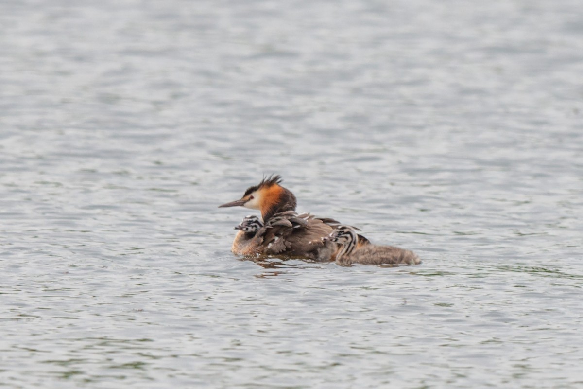 Great Crested Grebe - ML642471167