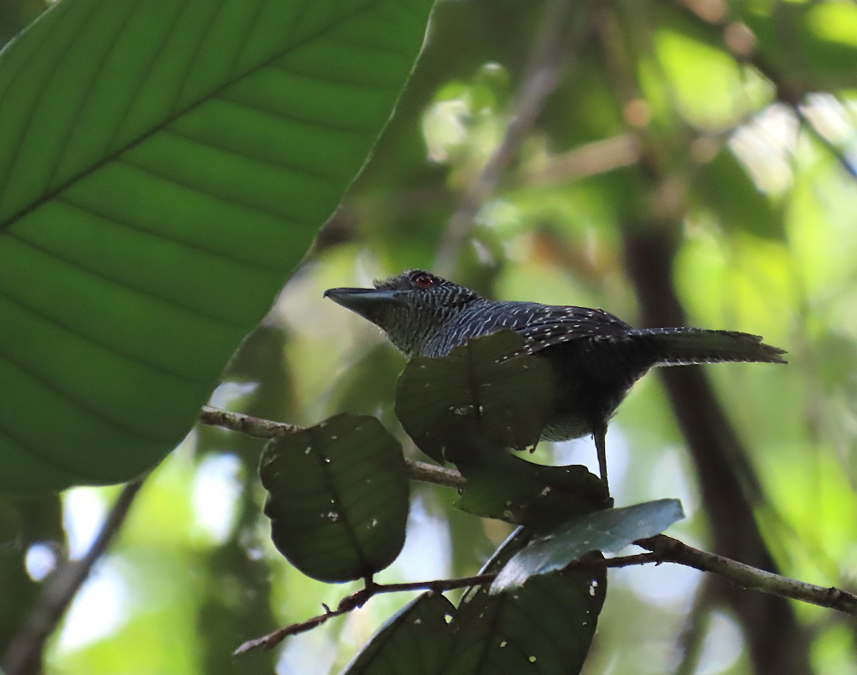 Fasciated Antshrike - ML642471173